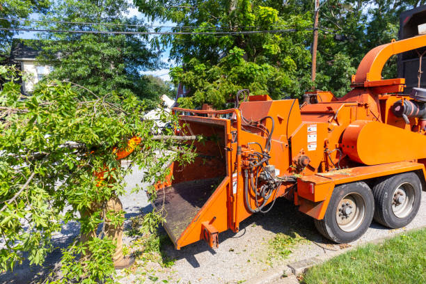 Best Tree Pruning Services  in USA